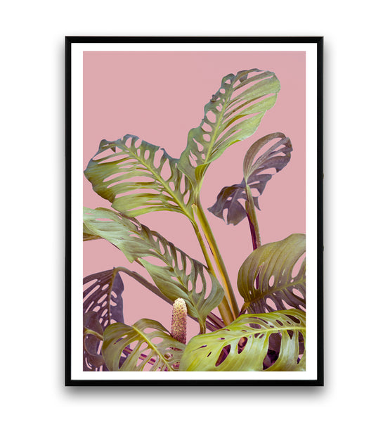 Monstera adansonii art print - Wallzilladesign